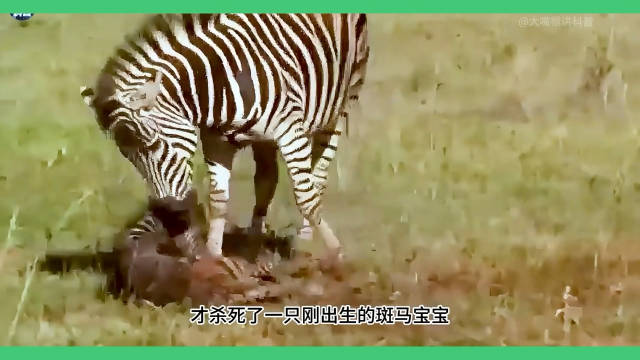斑马全力一踢力道达1360公斤，求偶期同类相残频发