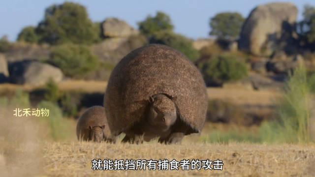 动物世界太颠了