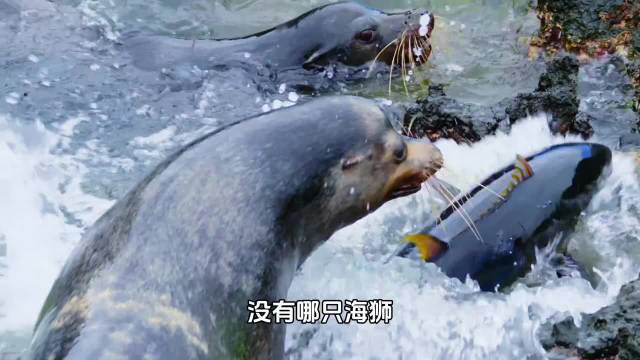 全球海狮物种特征及生存现状解析