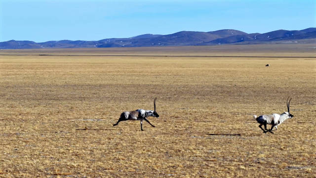 藏羚羊求偶季，来自高原上的速度与激情 前几天路上见到这一幕刚好记录下来