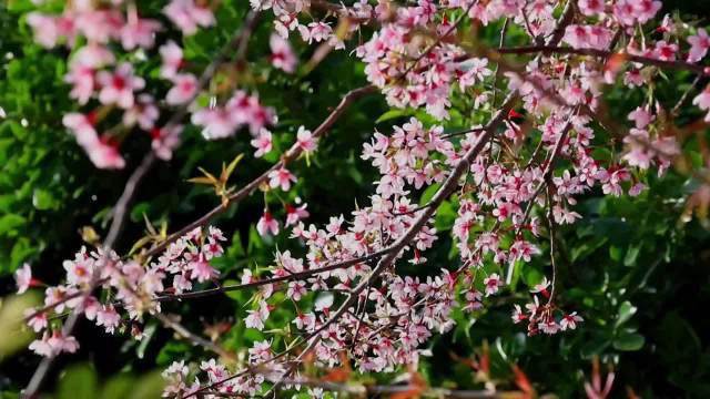 立春早安寄语，春风送暖启新程