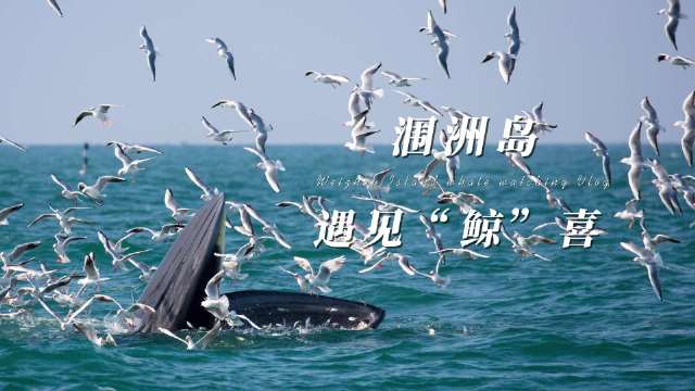 春节涠洲岛邂逅布氏鲸，赵昭仪同款鲸喜等你