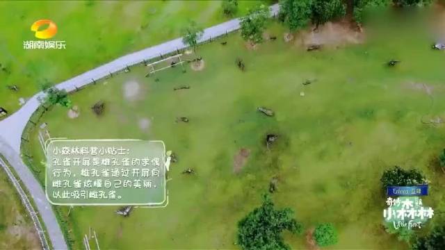 张新成谭松韵带萌娃喂孔雀，秒变一家四口既视感，莫名配一脸！