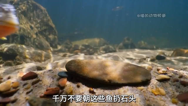 我证明，雌鱼是自愿的，在水里同意不能撤回，否则会引来海王的三叉戟审判！