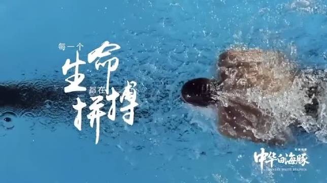 汪顺和中华白海豚这波联动太丝滑了