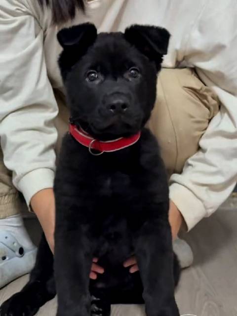 东德牧羊犬马克毒液亮相，母亲为世界冠军克里斯孙女