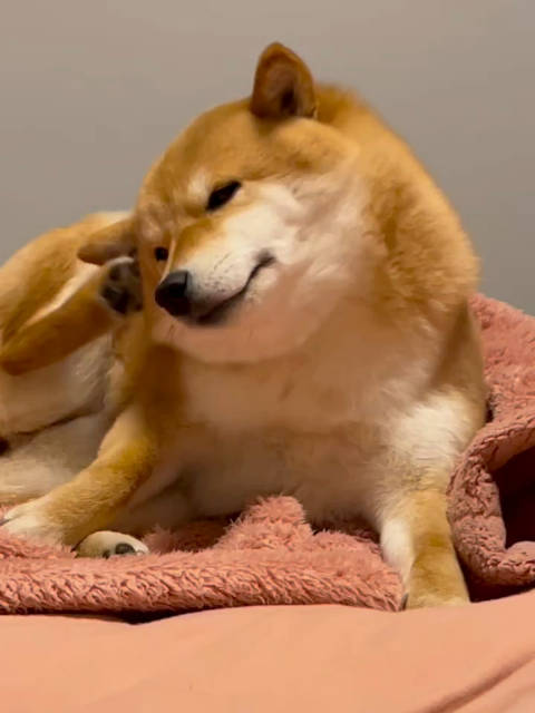 小狗牌拖拉机，天冷了，启动就是慢 柴犬发动机来啦 ：豆柴妹妹金宝