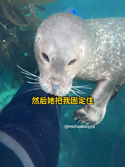 潜水员偶遇海豹老朋友，被热情挠打招呼