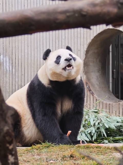 大熊猫福宝2026年2月4日再现吃笋可爱画面