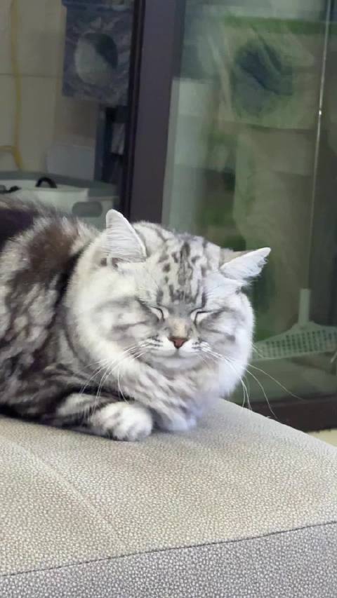 这只喵，睡的都打呼了 我也觉得很配啊