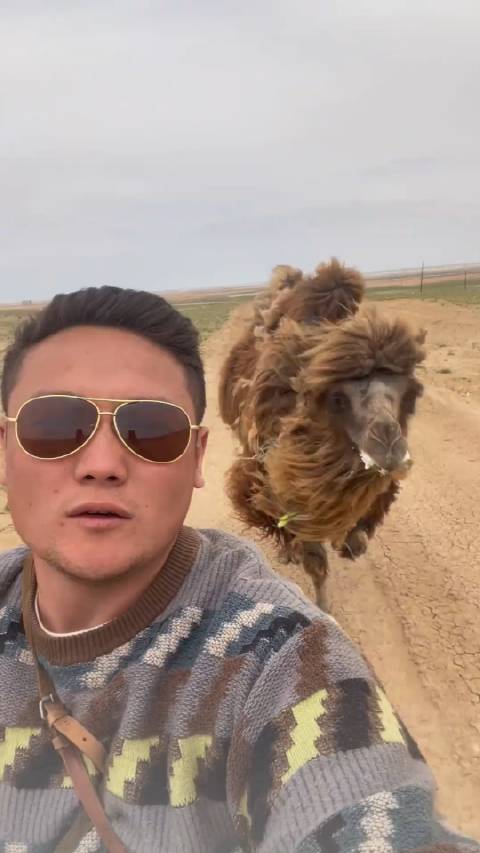 骆驼妈妈护崽猛追摩托，大哥带幼驼转移遇险