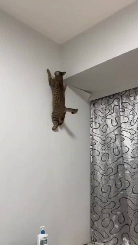 这只猫被蝙蝠侠附身了吗