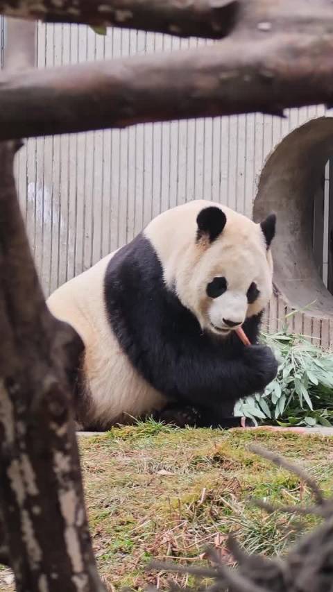 4日10.34宝宝像小海狮一样在洞口惬意炫笋笋