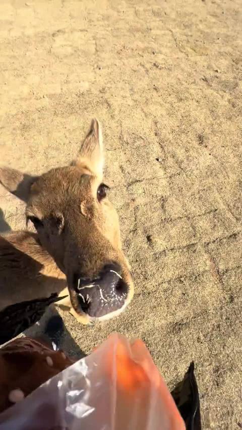 普陀家思牧场小鹿热情互动治愈游客