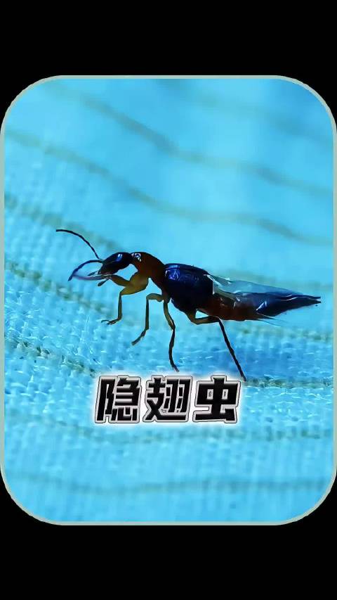 隐翅虫毒液堪比硫酸，专家提醒吹弹可破拍打要命