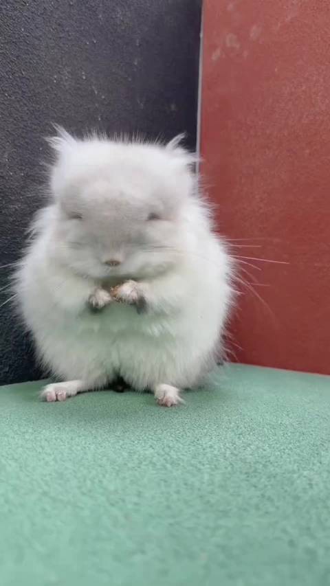 丝绒咖粉长毛龙猫dd