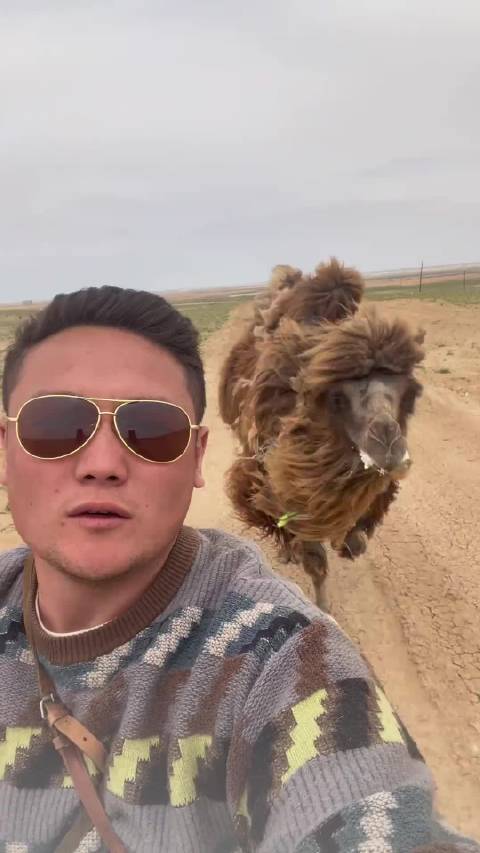 骆驼妈妈护崽追摩托，狼群威胁下显母爱