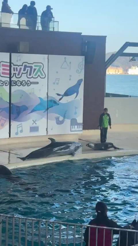 仔：猫猫和猫猫当然更可以！