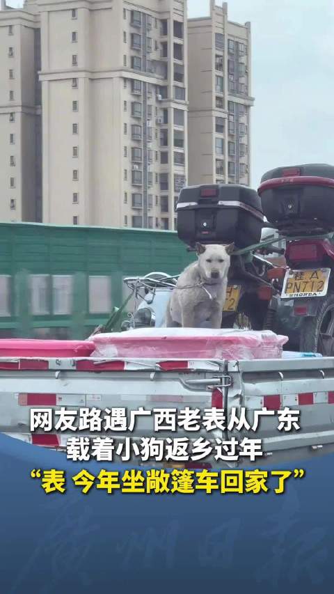 广西老表从广东开皮卡载狗回家过年 网友：狗子也是坐上“敞篷车”了
