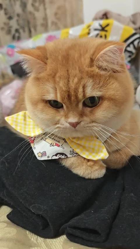 晨曦朝露伴清风,早安祝福送静谧欢喜