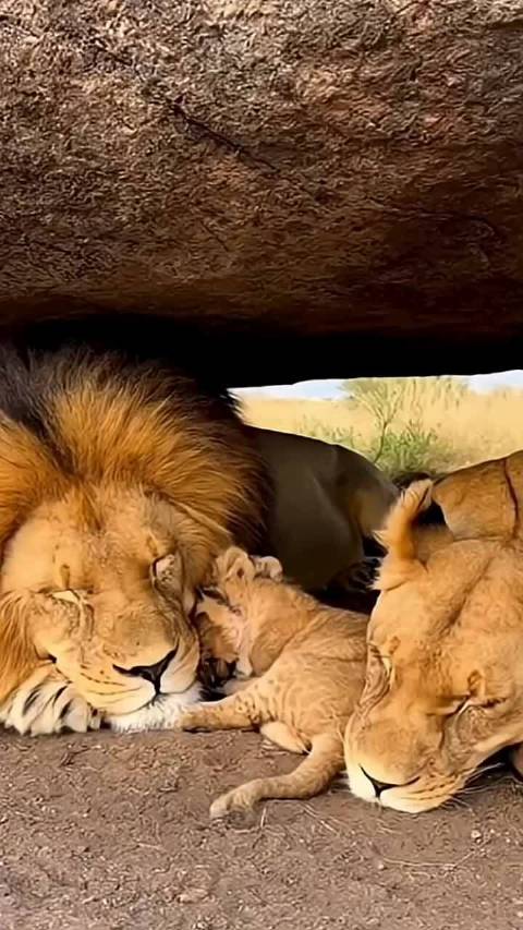 狮子妈妈都被屁崩醒了狮子