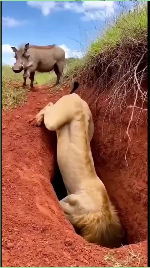 狮子撅腚钻洞寻猎物，疣猪带队让它重新投胎狮子