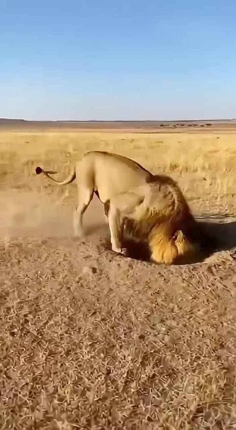 雄狮探洞没防备，被野猪突袭太尴尬狮子