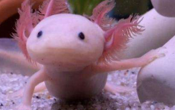 怎么我的小六角身上白的越来越白了呢。