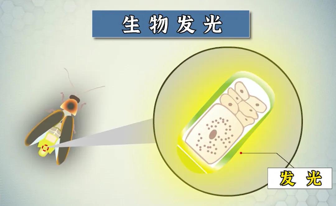 萤火虫发光的原理是什么?