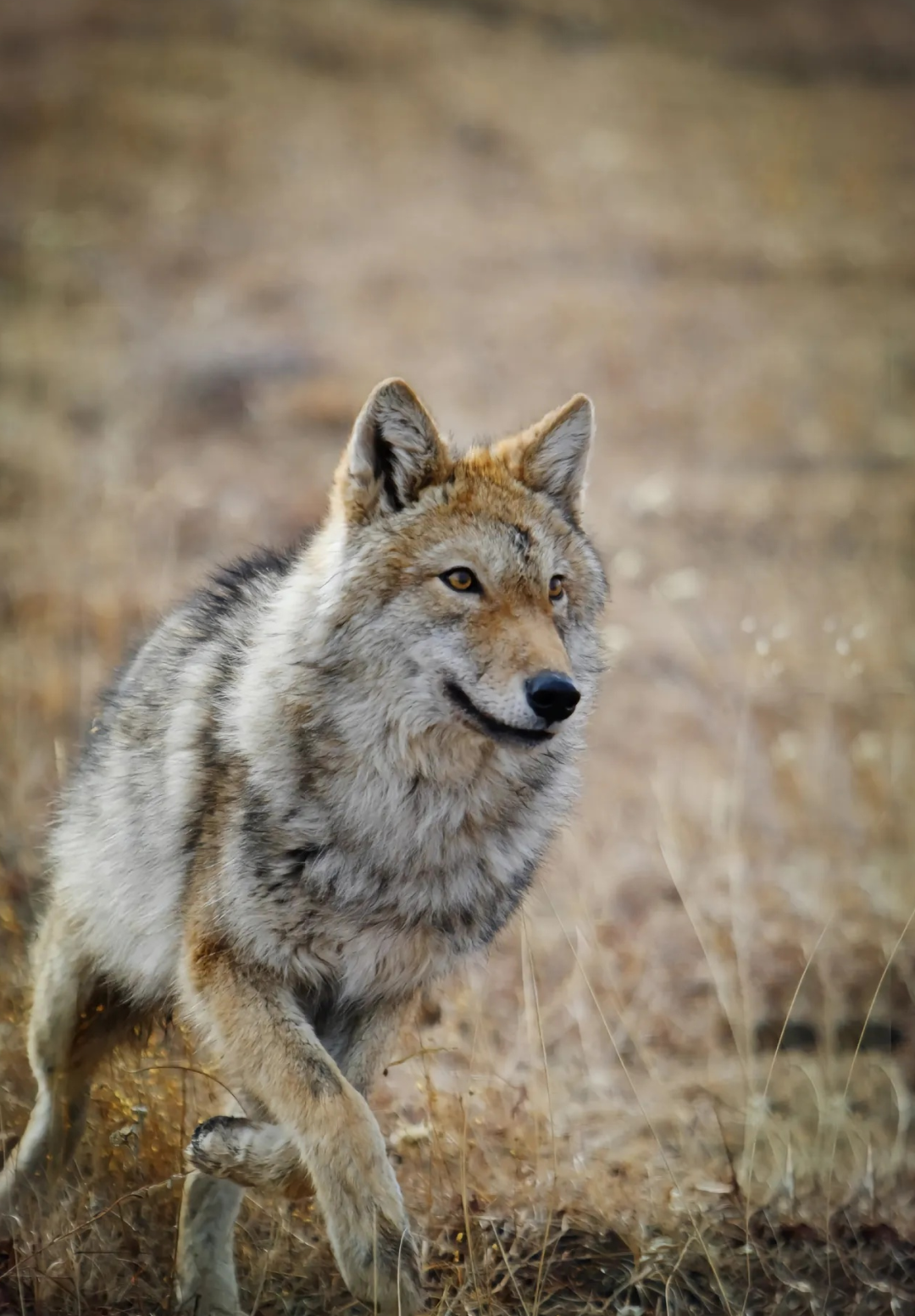 狼王格林被证实是自然老去，网友祝福格林下辈子依旧幸福！李微漪称不希望《重返狼群》汹涌的流量把宁静的保护区变成热闹的旅游区