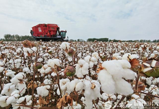 2025年10月5日，彩棉机在沙湾市安集海镇古树村的棉田里作业（资料图）。石榴云/新疆日报记者 秦梅花摄