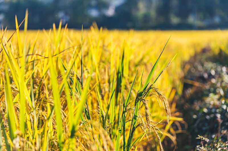 图片来源：摄图网