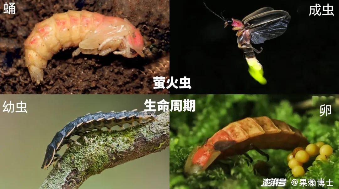 萤火虫成年之后不吃不喝、燃烧生命,只为了繁衍后代_澎湃号·湃客-The　Paper