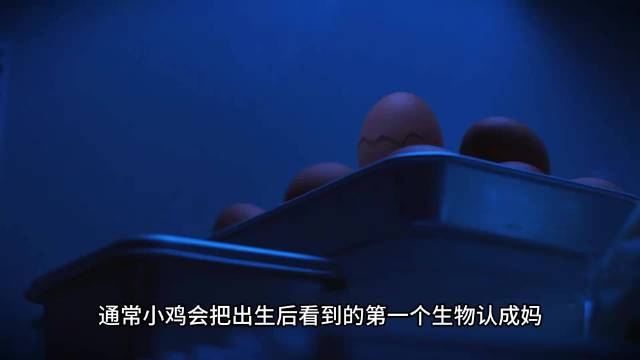 蛋黄哥大冒险：摆烂的蛋黄哥跟小黄鸡的找妈妈之旅