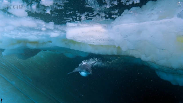 快被这个解说给笑死了！果然一代人有一代人的动物世界