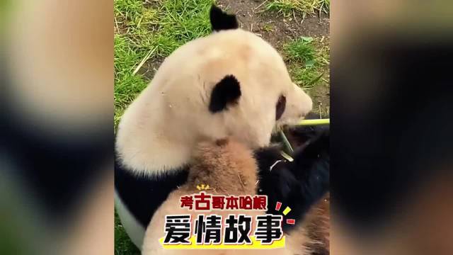 大熊猫星二毛笋六年相亲未果，哥本哈根爱情故事曲折