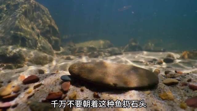 要被这个解说笑死了，果然一代人有一代人的动物世界