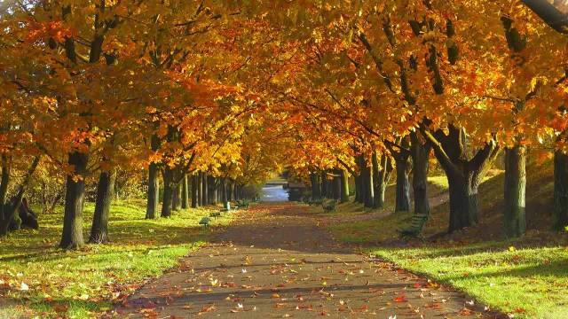 秋枫染霜红遍山野，片片红叶装点清秋