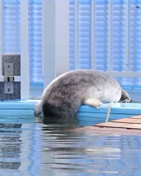 海豹宝宝的第一次下水，超可爱！