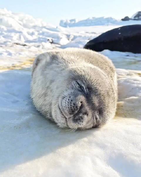 看这个我也困了