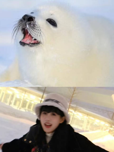 南半球海豹跳起可爱舞蹈