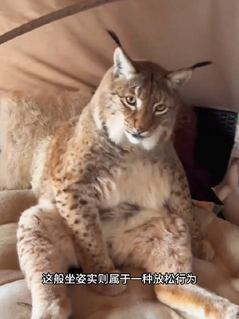 猞猁长大后坐在床上就是个大胖子，它是中型猫科动物，相当于小牛的体型！