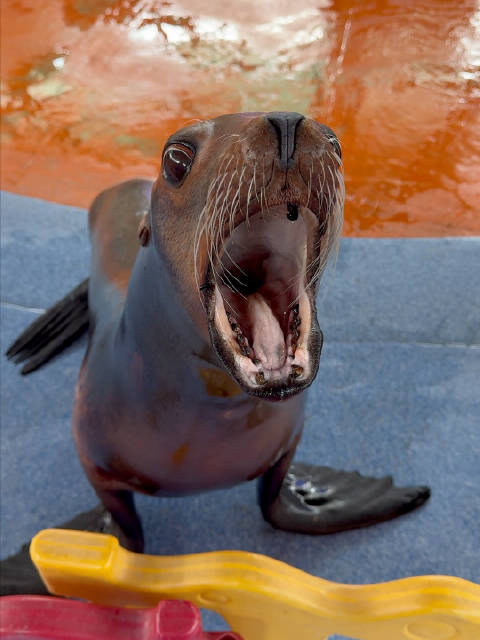 这世界有时候就和这只海豹一样莫名其妙