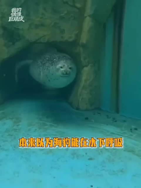 海豹：进化出一个雷霆大肺在水里狠狠憋气