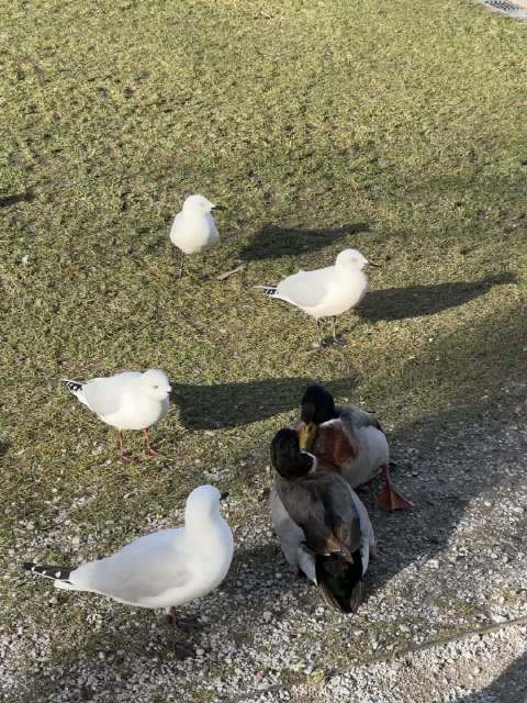 在公园看鸭子打架