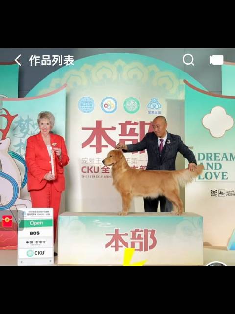 鸾鸟搭配格兰特儿子！宇宸金毛