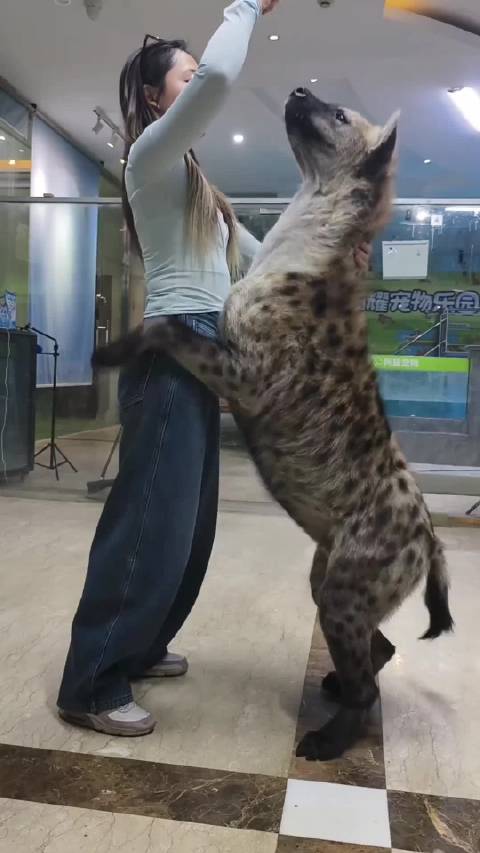 鬣狗居然这么大，我看动物世界感觉很小只啊