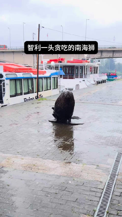 智利一头很贪吃的南海狮，每天都准时来市场要吃的，渔民们很宠它