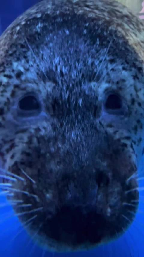 宝宝你是世界上倒数第一好看的海豹