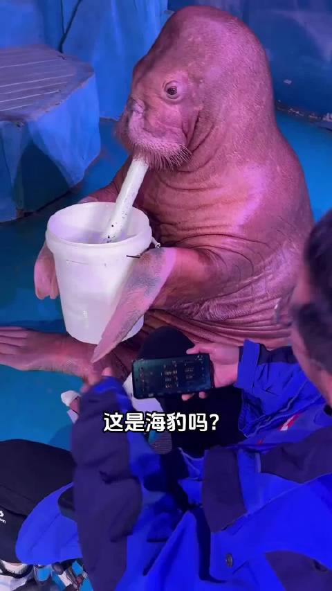 这是海豹吗？